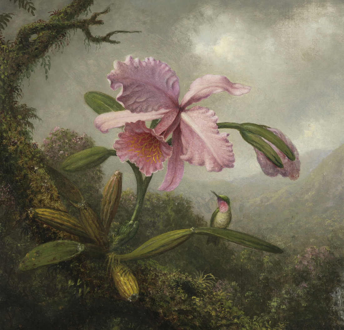 Flor de Mayo